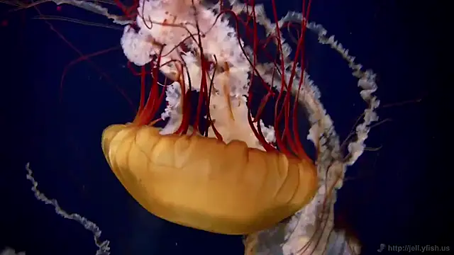 streamy test12 online show from 02/04/25, 08:13