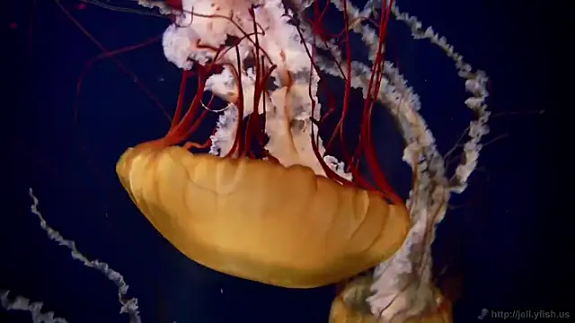 streamy test12 online show from 03/04/25, 08:13