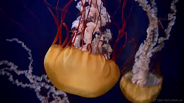 streamy test12 online show from 09/25/25, 01:37