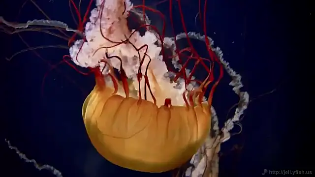 streamy test12 online show from 10/02/25, 08:21