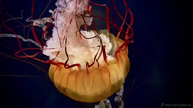 streamy test12 online show from 10/08/25, 09:40