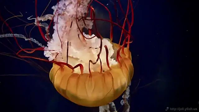 streamy test12 online show from 10/21/25, 07:42