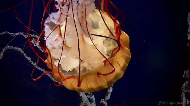 streamy test12 online show from 10/22/25, 08:36