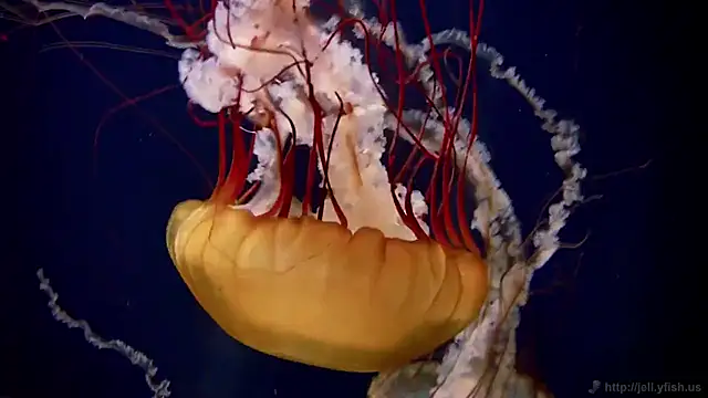 streamy test12 online show from 11/05/25, 11:54