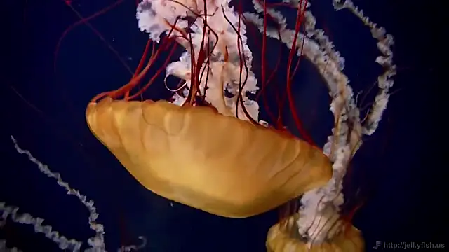 streamy test12 online show from 11/07/25, 12:27