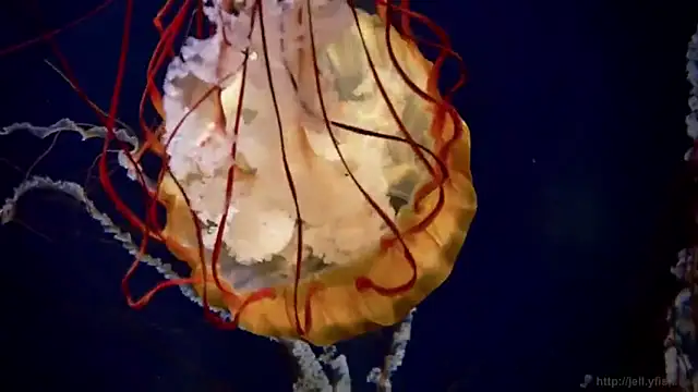 streamy test12 online show from 11/24/25, 12:27