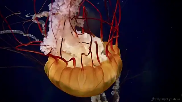 streamy test12 online show from 12/03/25, 02:48