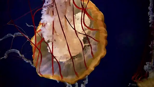 streamy test13 online show from 01/15/25, 08:09