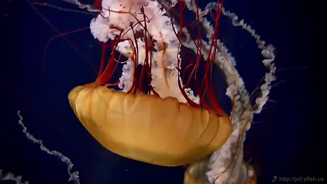 streamy test13 online show from 02/17/25, 08:09