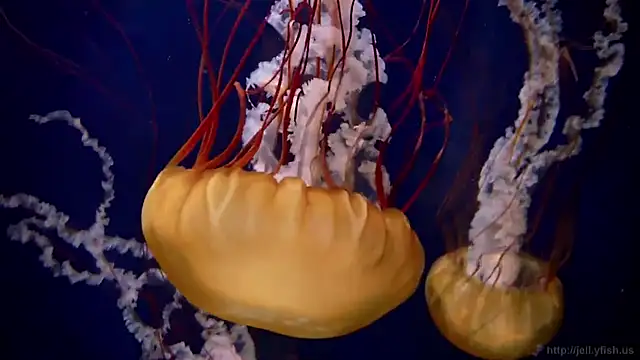 streamy test13 online show from 02/20/25, 08:17