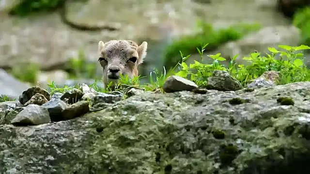 streamy test13 online show from 02/21/25, 04:26