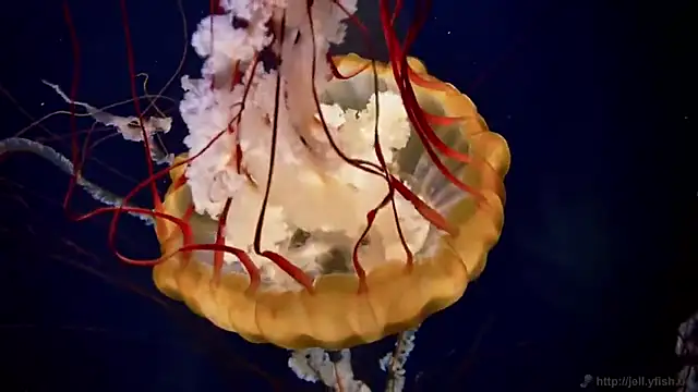 streamy test13 online show from 03/11/25, 08:09