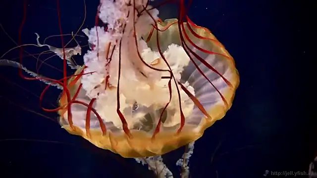 streamy test13 online show from 10/07/25, 10:56