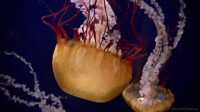 streamy test15 online show from 12/19/24, 11:07