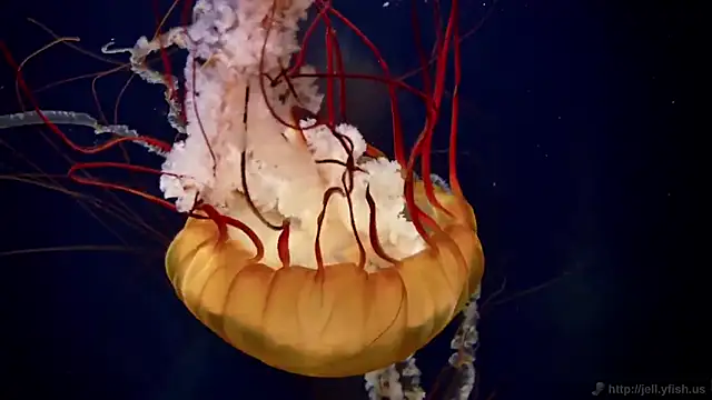 streamy test15 online show from 02/20/25, 08:17