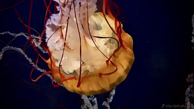 streamy test15 online show from 10/02/25, 08:43