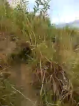 brigitht online show from 01/30/25, 12:59