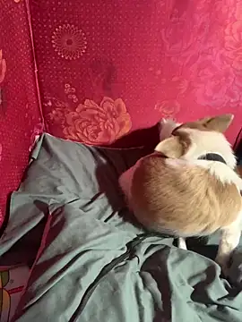 misu09 online show from 11/01/25, 09:55