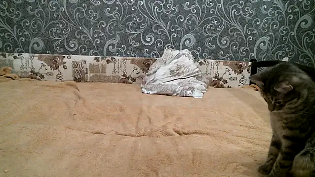 Snapshot of DennisXCaroll chatting on 02/23/25, 08:33 DennisXCaroll online show from 02/23/25, 08:33