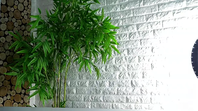 Snapshot of LowOncoming chatting on 04/08/26, 02:11 LowOncoming online show from 04/08/26, 02:11