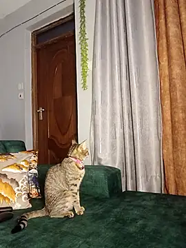 Snapshot of C-yoyo chatting on 12/14/25, 09:58 C-yoyo online show from 12/14/25, 09:58