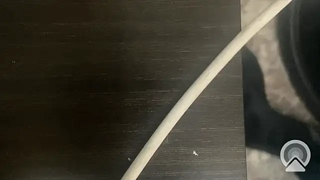 Snapshot of shuai321 chatting on 02/13/25, 07:56 shuai321 online show from 02/13/25, 07:56