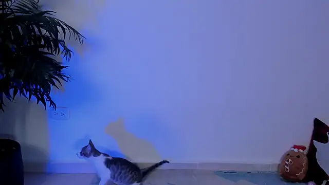 wendymoah online show from 12/17/24, 03:28