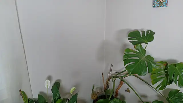 MistressKatie13xxx online show from 01/15/26, 09:29