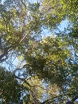 Buffshagswell online show from 11/18/25, 07:18