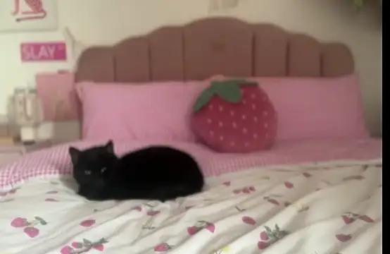 Snapshot of pinkie_piexx chatting on 02/14/25, 12:14 pinkie piexx online show from 02/14/25, 12:14