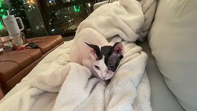 Graciemae baexx online show from 12/23/25, 03:48