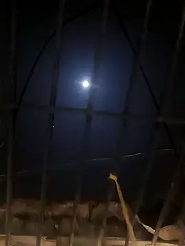 Snapshot of jellydicks chatting on 01/11/25, 05:29 jellydicks online show from 01/11/25, 05:29