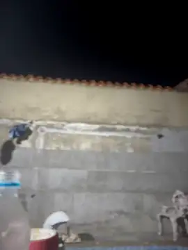 Leo bunny hot online show from 02/22/26, 02:02