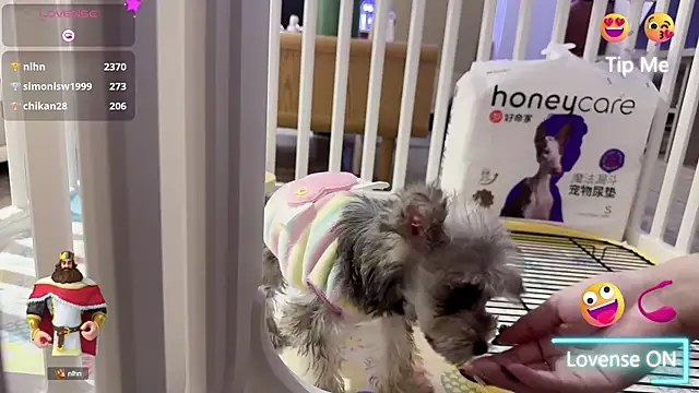 Bunny Tutu online show from 01/18/25, 11:54