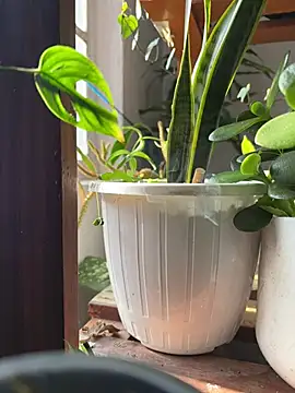 alburt 1996 online show from 12/31/24, 03:55