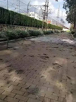 Snapshot of mehdi-l7away chatting on 03/09/26, 03:05 mehdi-l7away online show from 03/09/26, 03:05