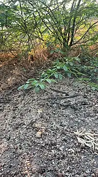 tamil000000 online show from 03/10/25, 01:56