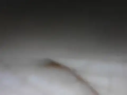 samee00721 online show from 01/24/25, 08:11