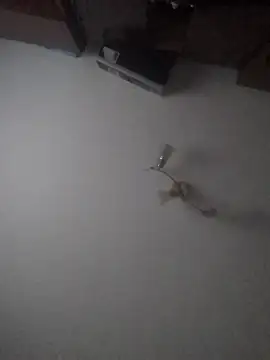 Snapshot of Lauren_Amabel chatting on 01/30/25, 02:04 Lauren Amabel online show from 01/30/25, 02:04