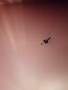 BR master online show from 09/19/25, 10:16