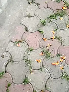 Raj41 online show from 03/02/25, 01:36