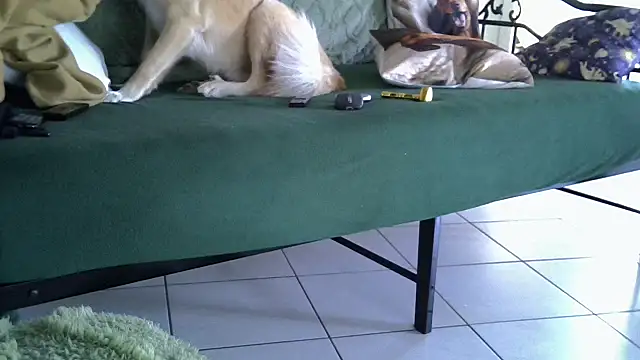 Damn bro23 online show from 02/20/26, 07:32