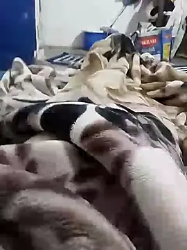 Playboy bhabhi 00 online show from 02/06/25, 05:25