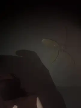 mylovebb online show from 01/06/26, 03:43