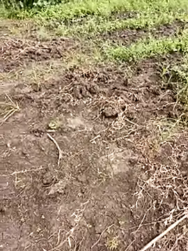 Snapshot of himvilohi08 chatting on 10/01/25, 05:35 himvilohi08 online show from 10/01/25, 05:35