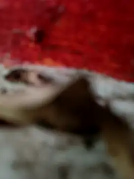 Snapshot of himvilohi08 chatting on 10/18/25, 12:50 himvilohi08 online show from 10/18/25, 12:50