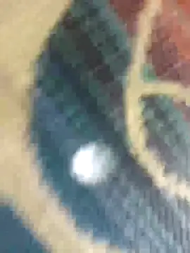 Snapshot of Sexy-nandani-baby chatting on 10/12/25, 05:28 Sexy-nandani-baby online show from 10/12/25, 05:28