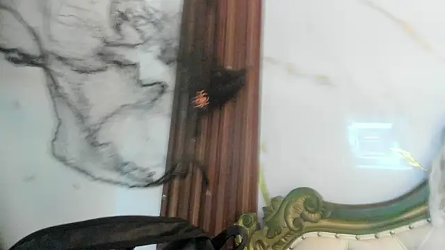 CoralieBronson online show from 10/28/25, 08:44