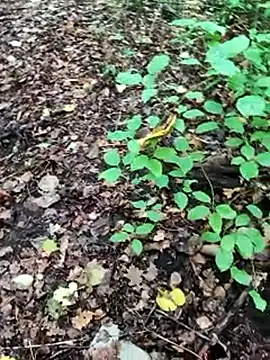 BigLakiixh online show from 10/08/25, 06:55