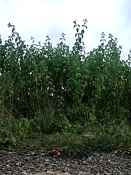 telugu-341 online show from 09/21/25, 11:56